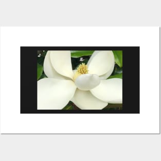 The Sweet White Magnolia Posters and Art